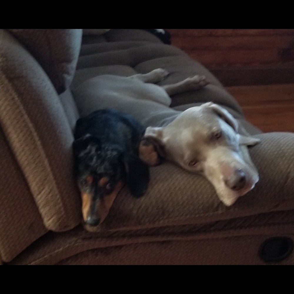 Meet your Posher, Amanda